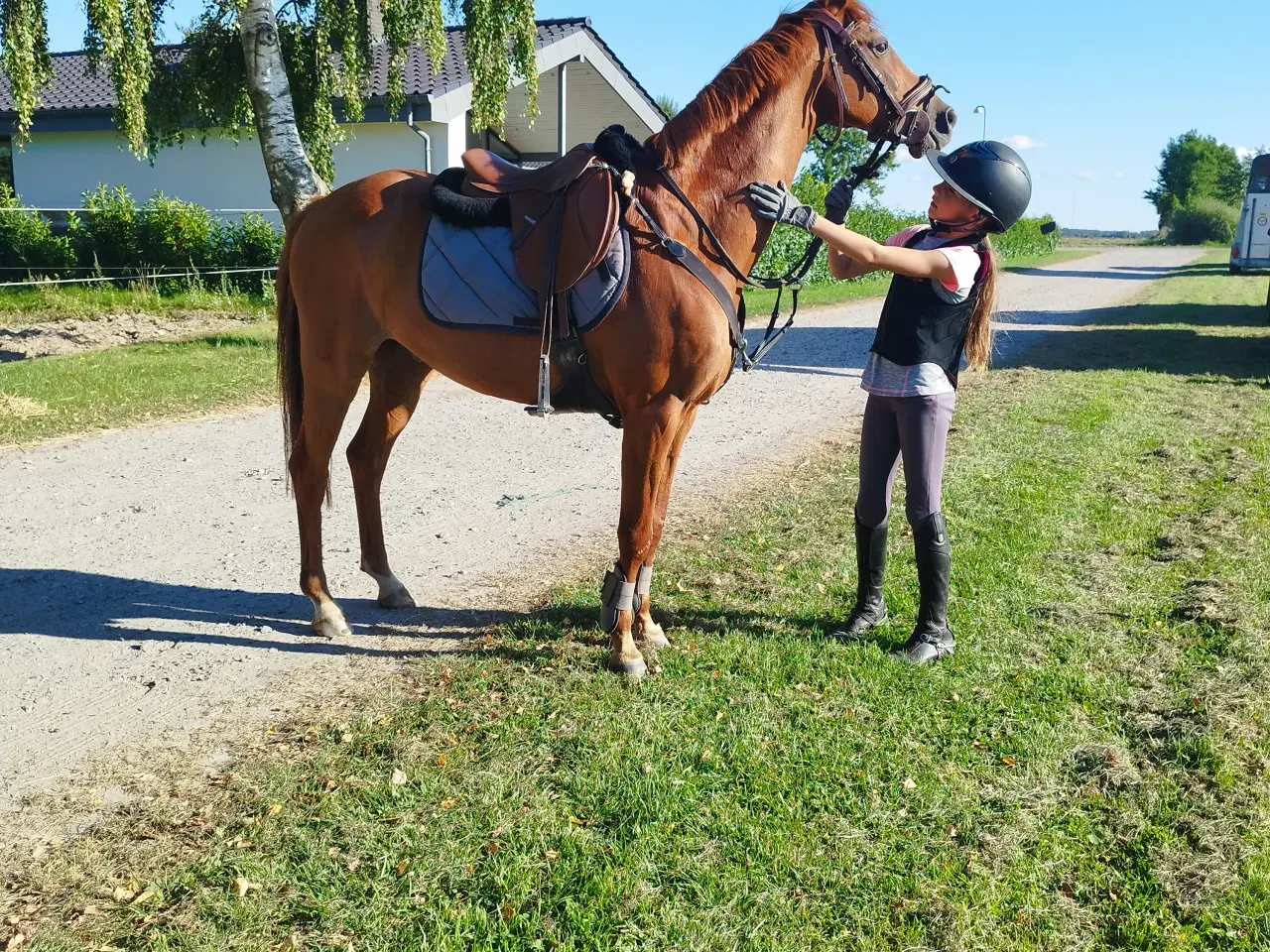 Billede 2 - Irsk sportspony vallak 