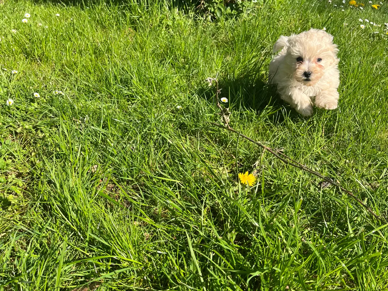 Billede 5 - Maltipoo hvalpe