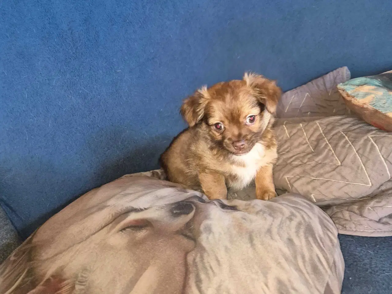 Billede 2 - Langhåret chihuahua