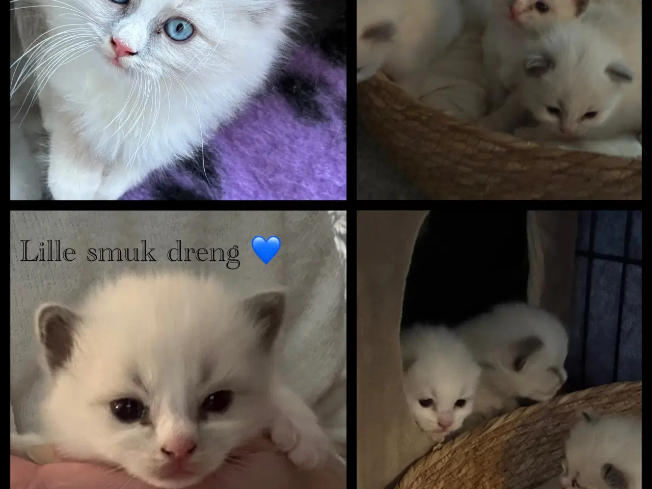 Billede 2 - Utrolig smuk Ragdoll