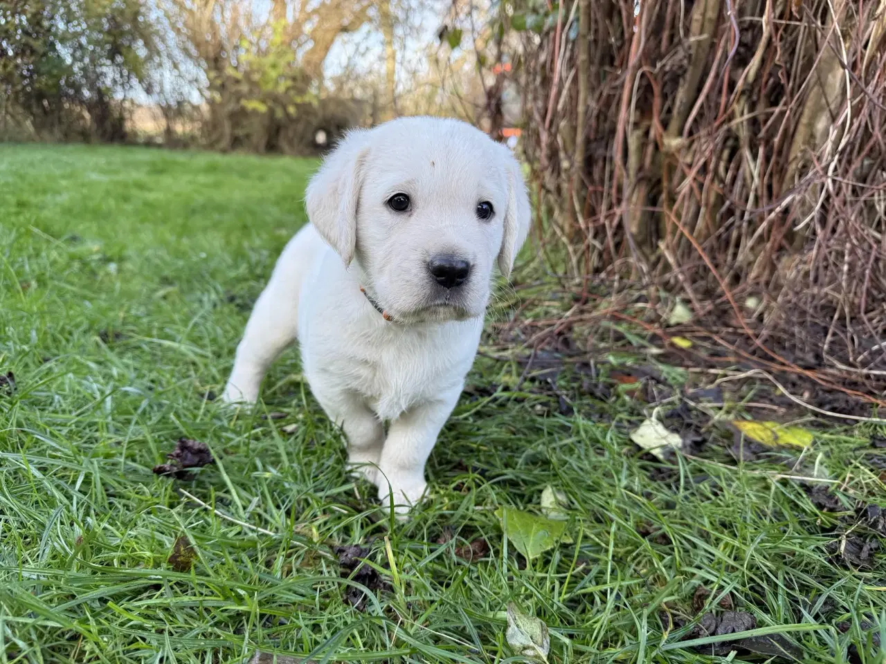 Billede 8 - Labrador/Golden Retriever