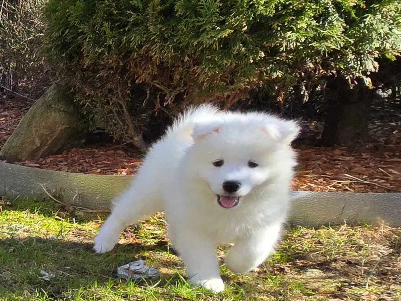 Billede 4 - Samojede hvalpe