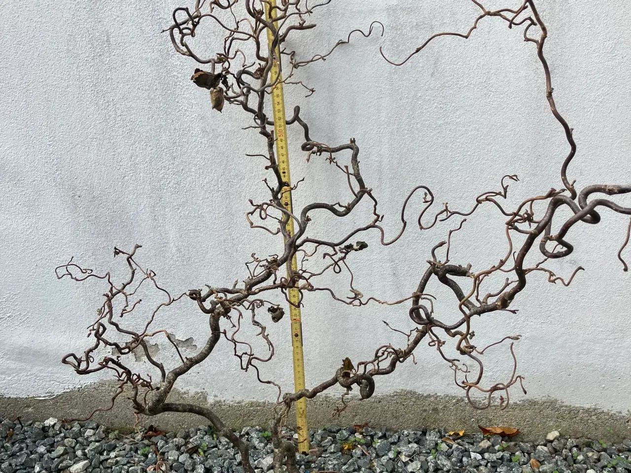Billede 2 - Grene fra små større størst