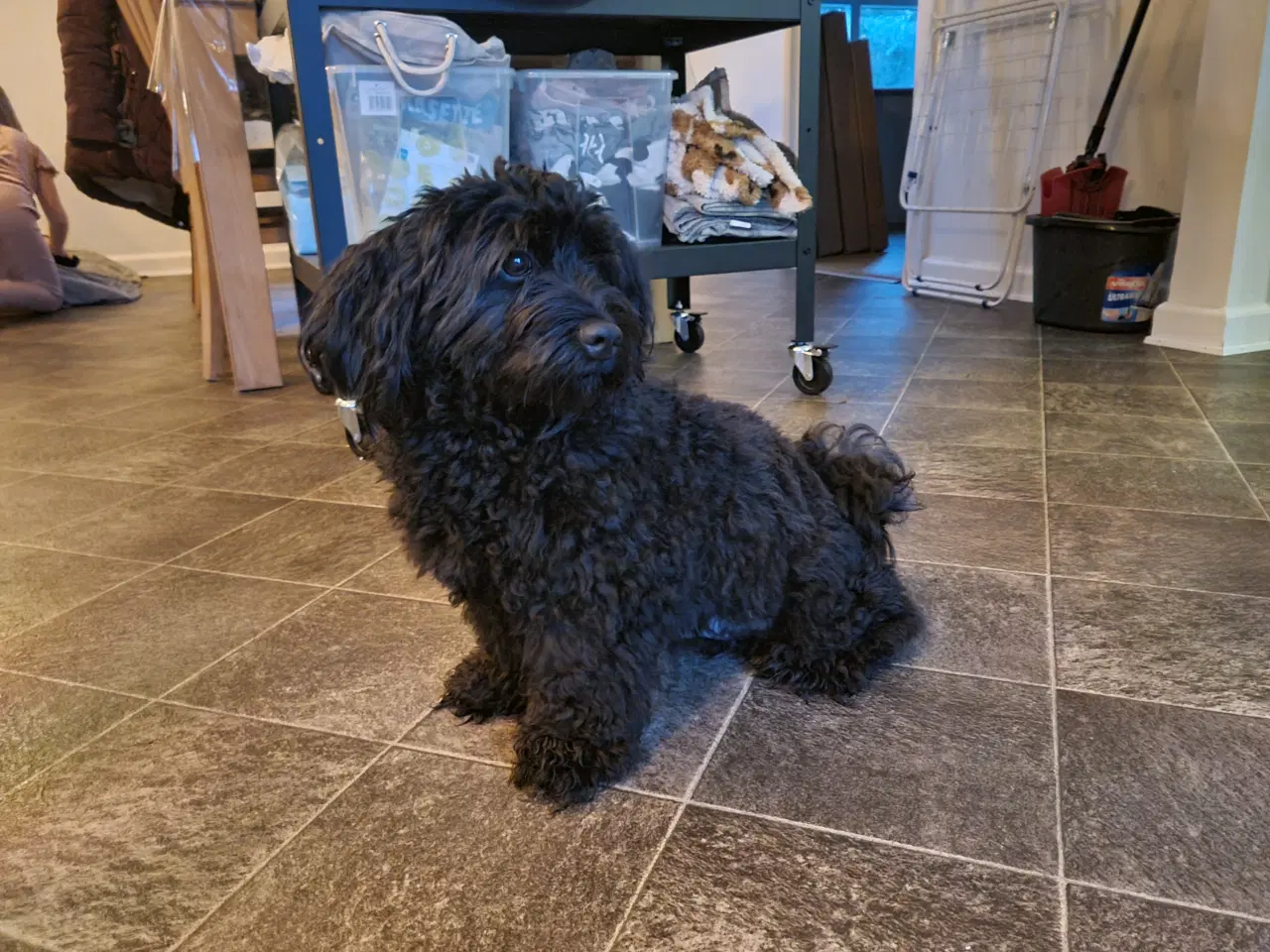 Billede 3 - Skønne Bichon Havanais-hvalpe søger kærlige hjem