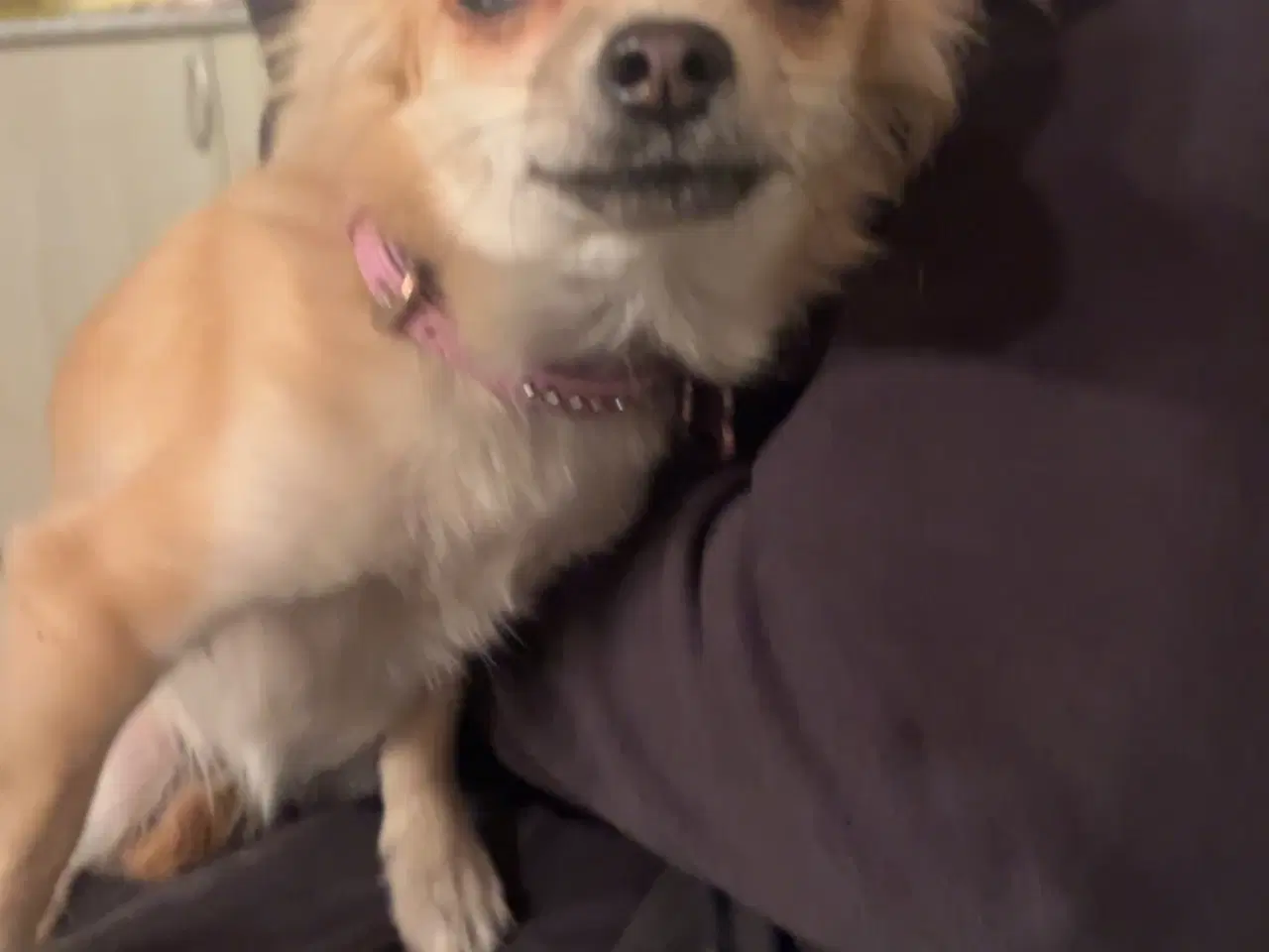 Billede 5 - Hund