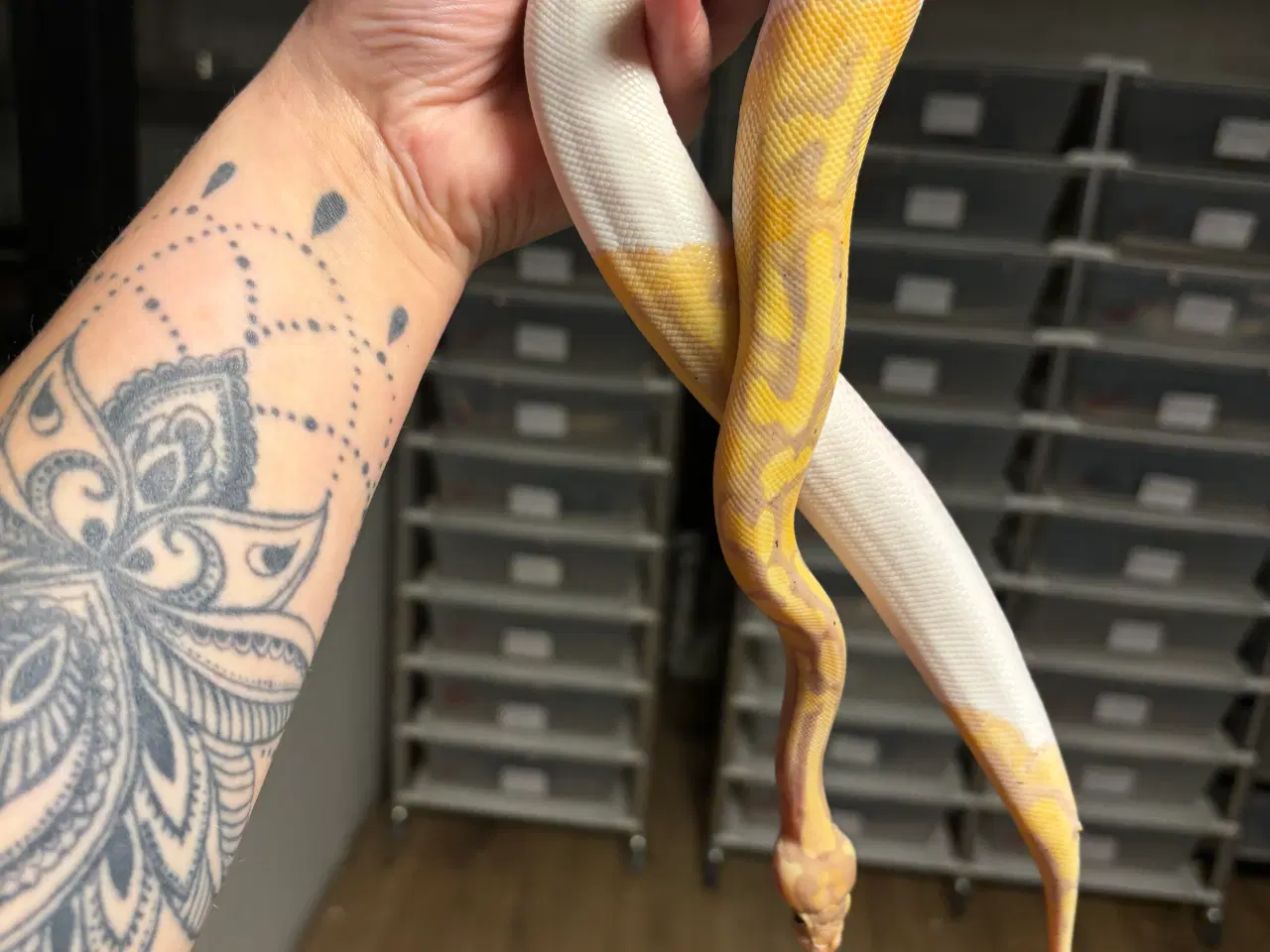Billede 3 - Kongepython Banana Pied