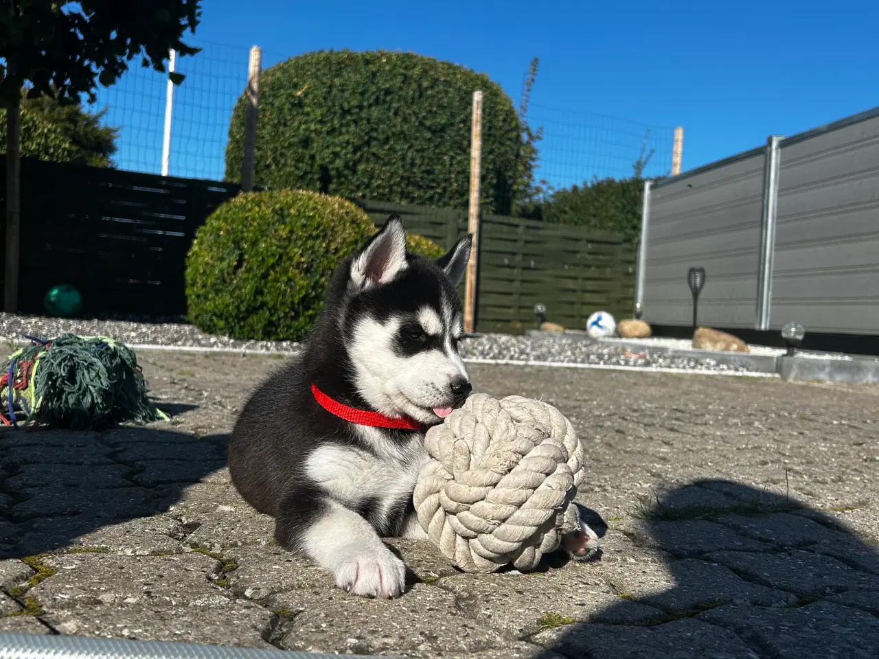 Billede 8 - 4 søde husky piger