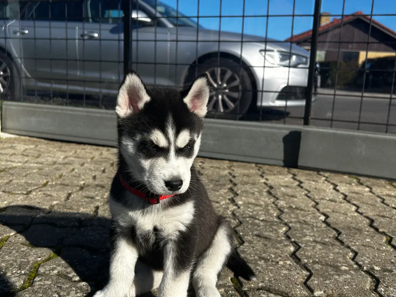 Billede 7 - 4 søde husky piger