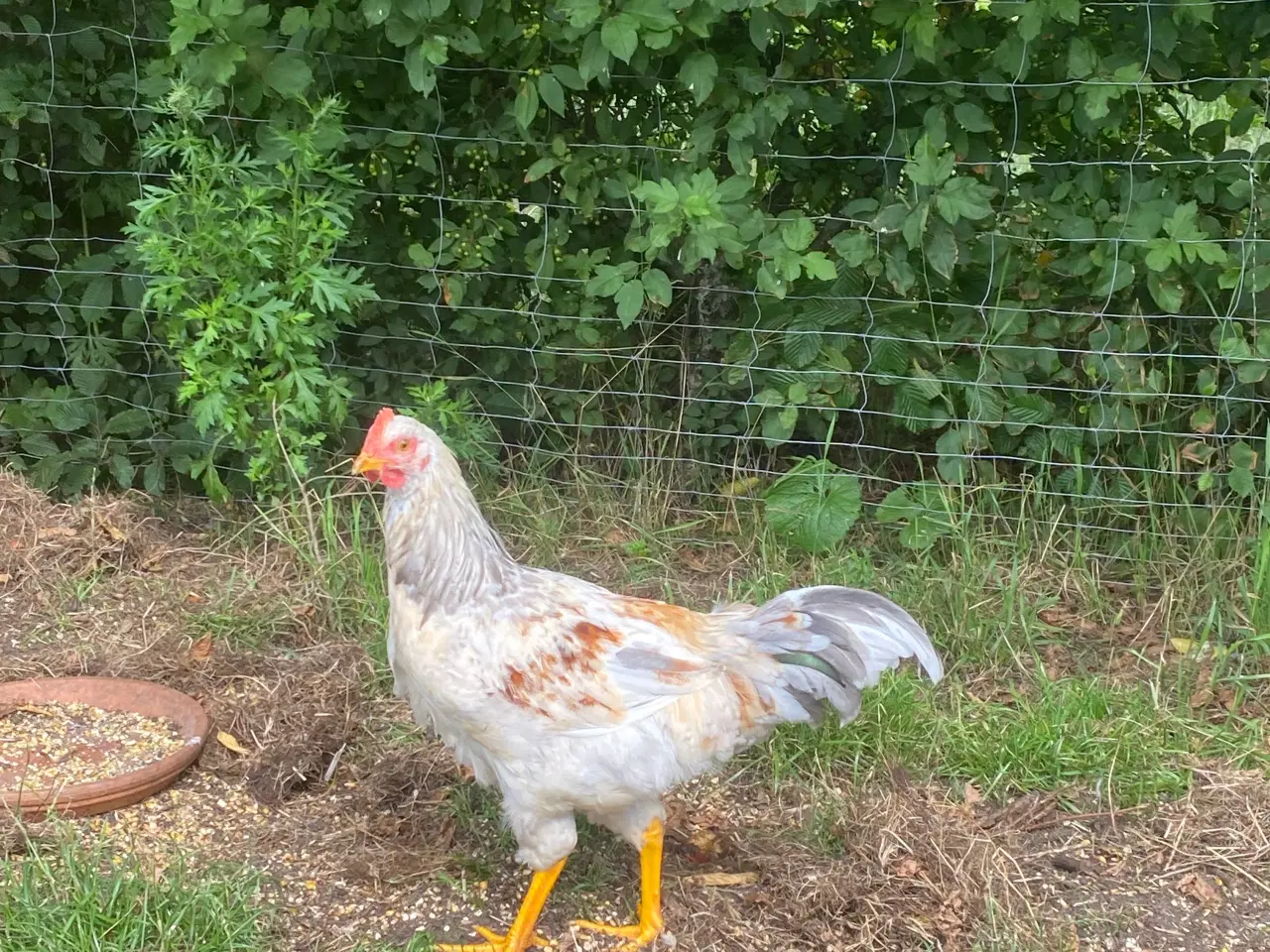 Billede 2 - 🐓 Smuk Svensk Blomsterhane søger nyt hjem 🌼 
