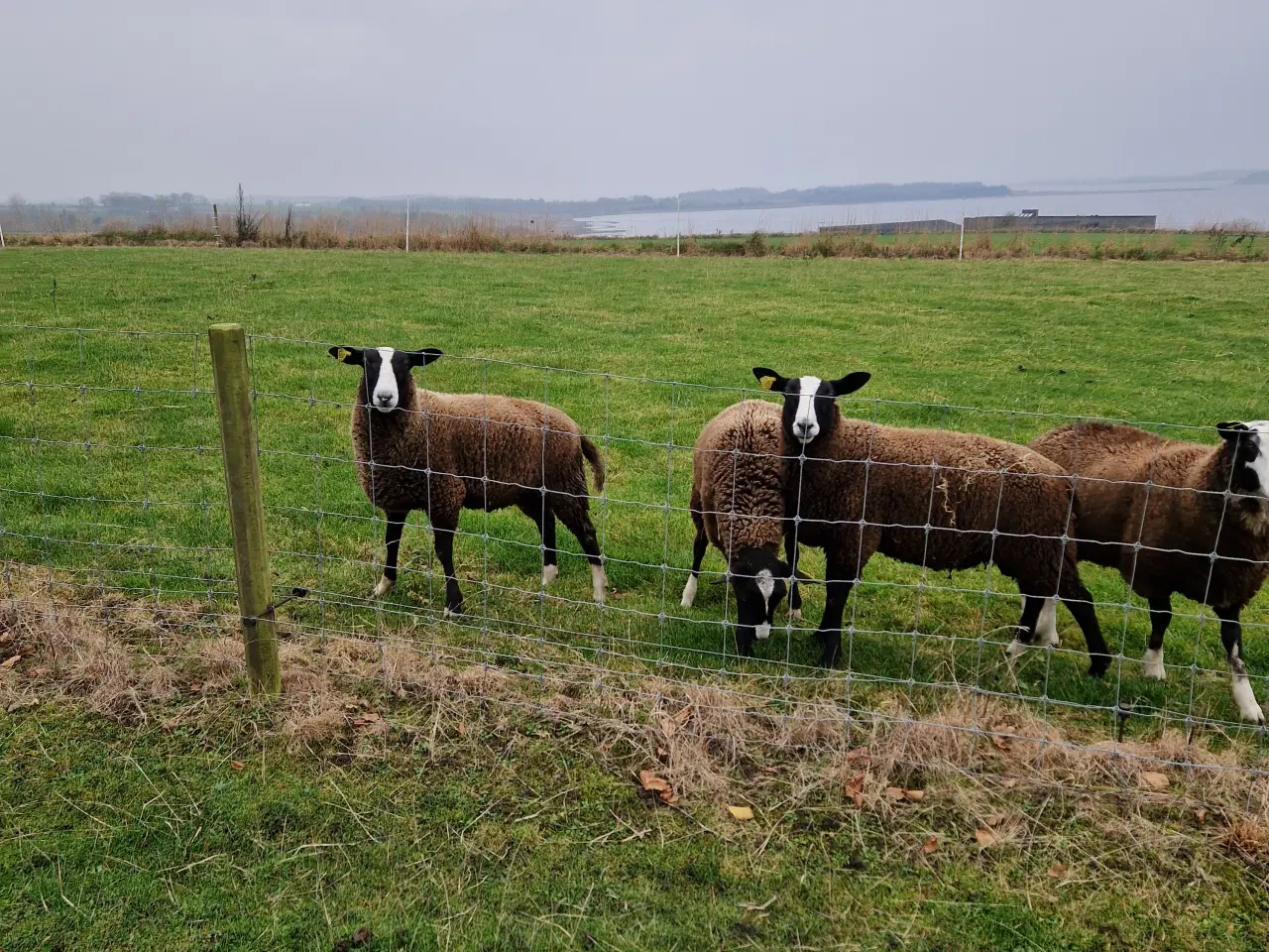 Billede 1 - Zwartbles vædder og gimmer lam M3