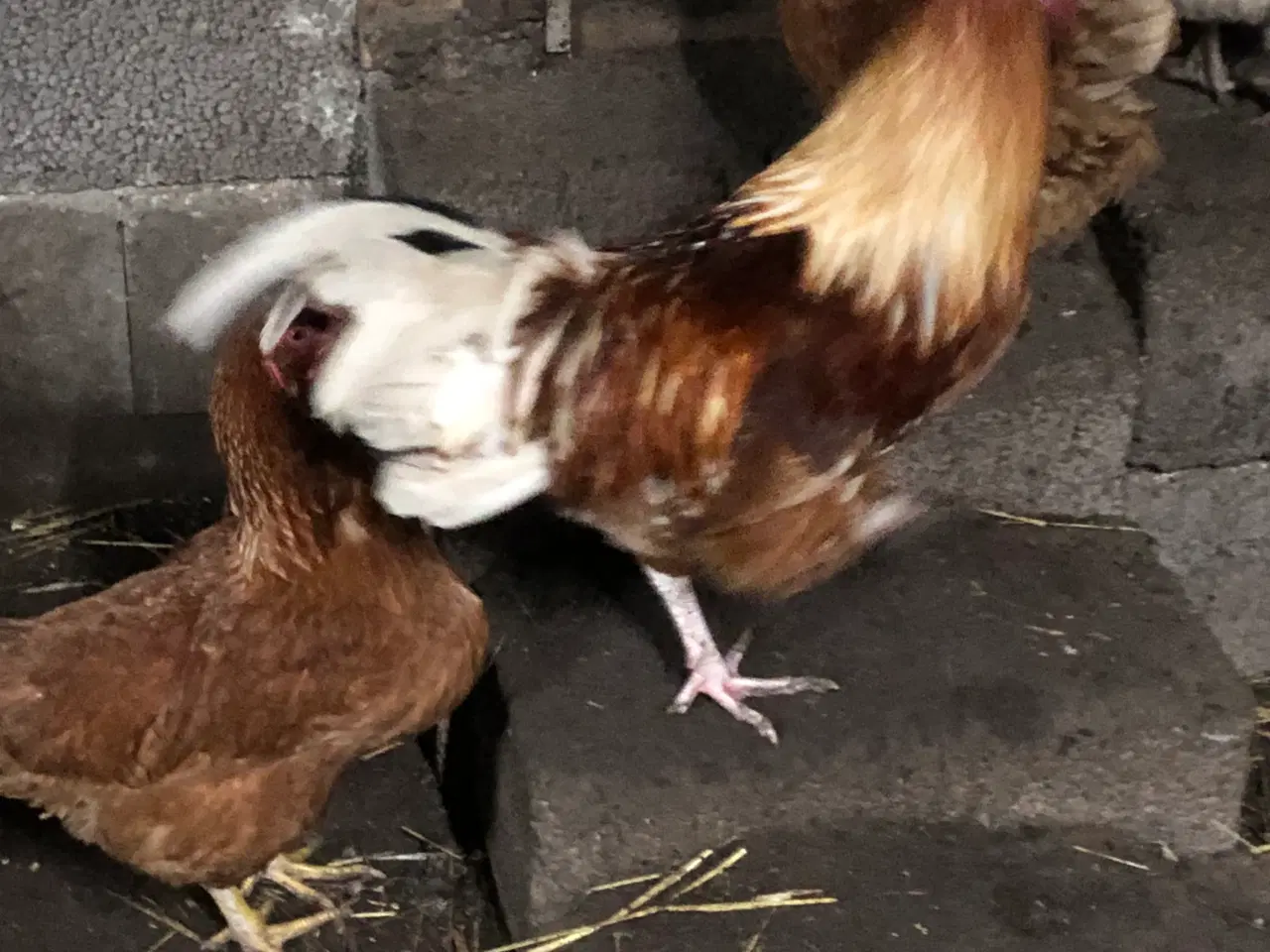 Billede 4 - Rugeæg Isa Warren eller brune italiener kryds