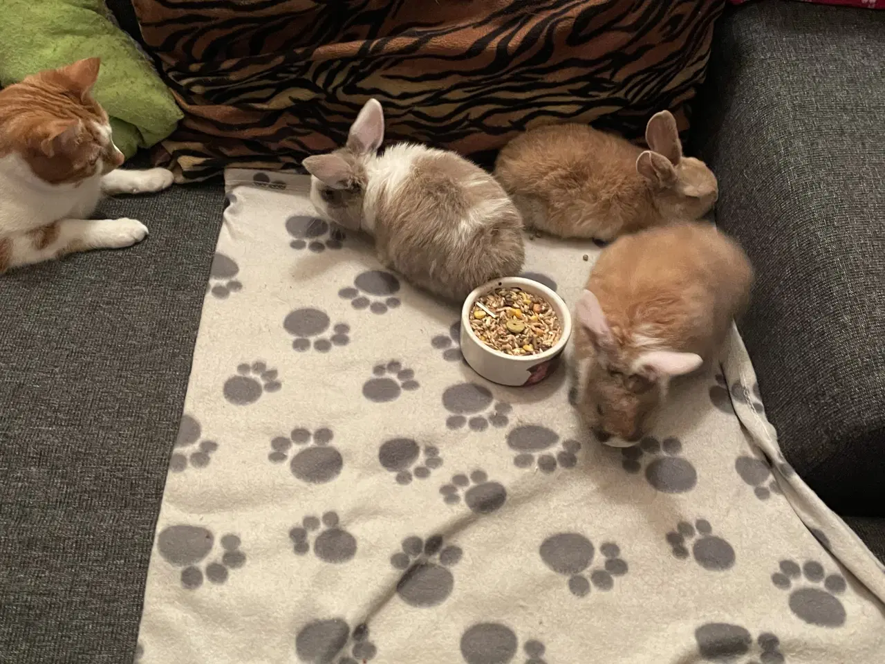 Billede 2 - Dværgvædder Unger 