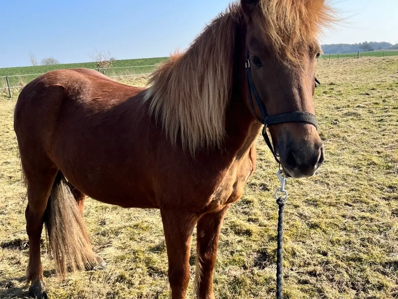 Billede 7 - Smuk og alsidig islænderhoppe