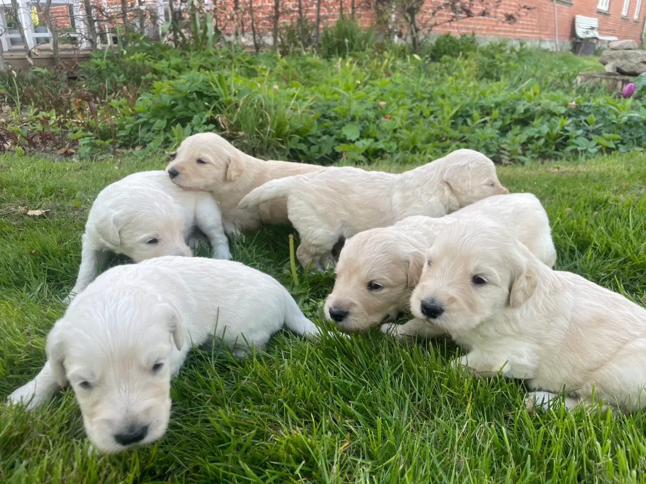 Billede 8 - Allergivenlige goldendoodles hvalpe