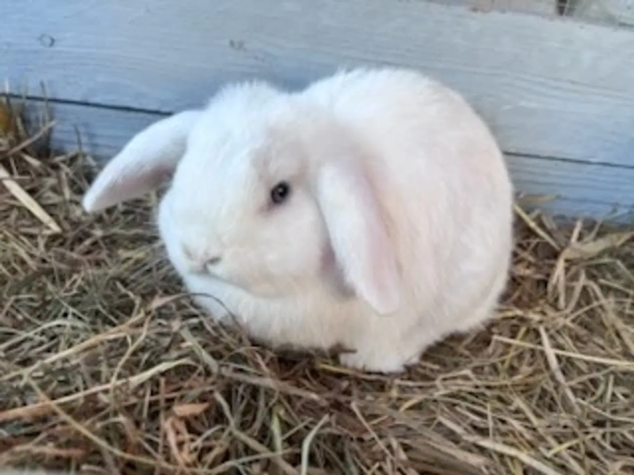 Billede 3 - Minilop unger, piger