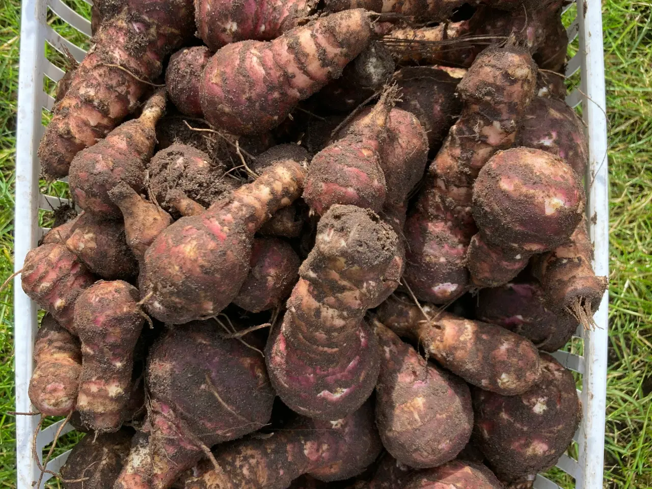 Billede 5 - Jordskokker 6 sorter alle vinterhårdfør