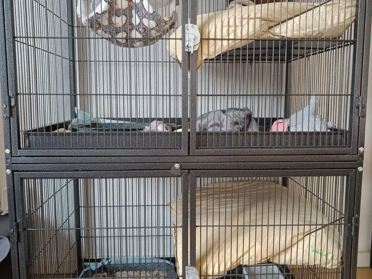 Billede 2 - Ilder/fritter tæver sælges.