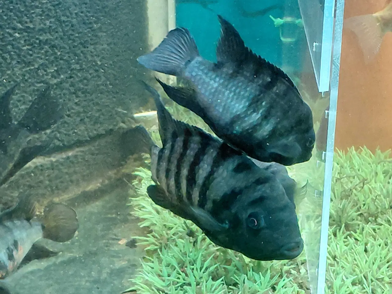 Billede 1 - zebra cichlider