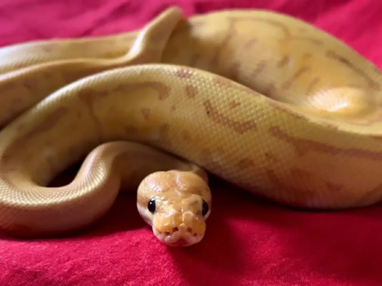Billede 1 - Leopard Pinstripe Banan HET Pied