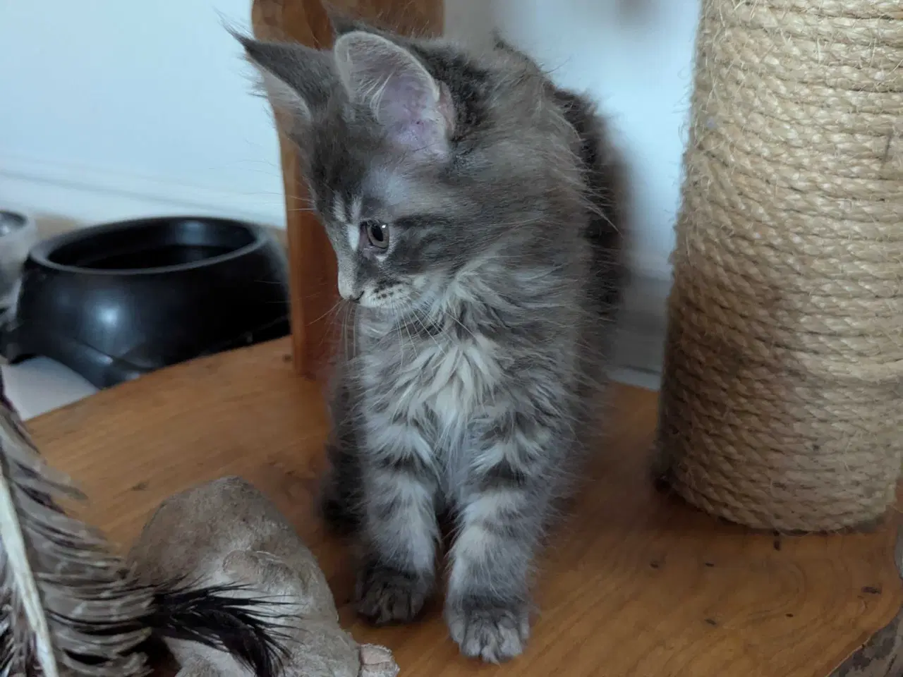 Billede 2 - Maine coon killinger med stambøger 