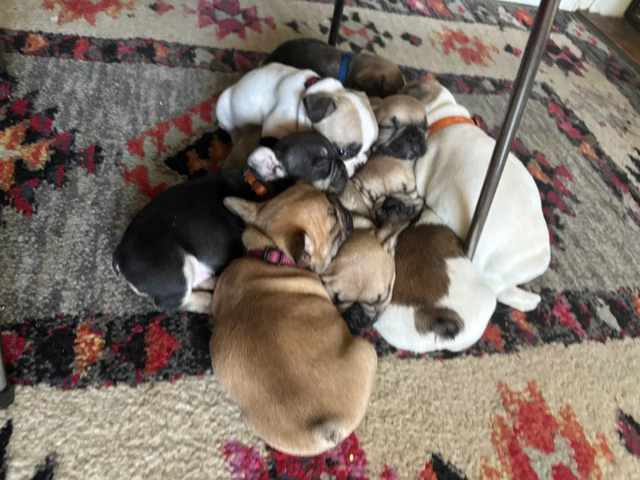 Billede 14 - Franske bulldog hvalpe