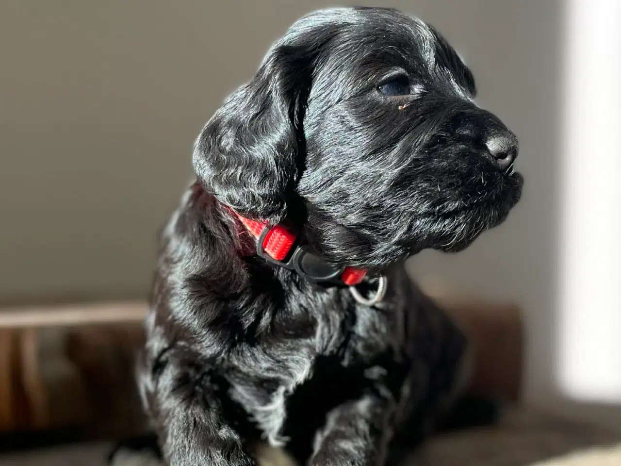 Billede 3 - Cockerpoo tæve på 4 uger