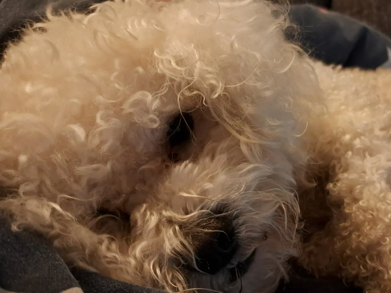 Billede 2 - Bichon frise tilbydes til avl. 