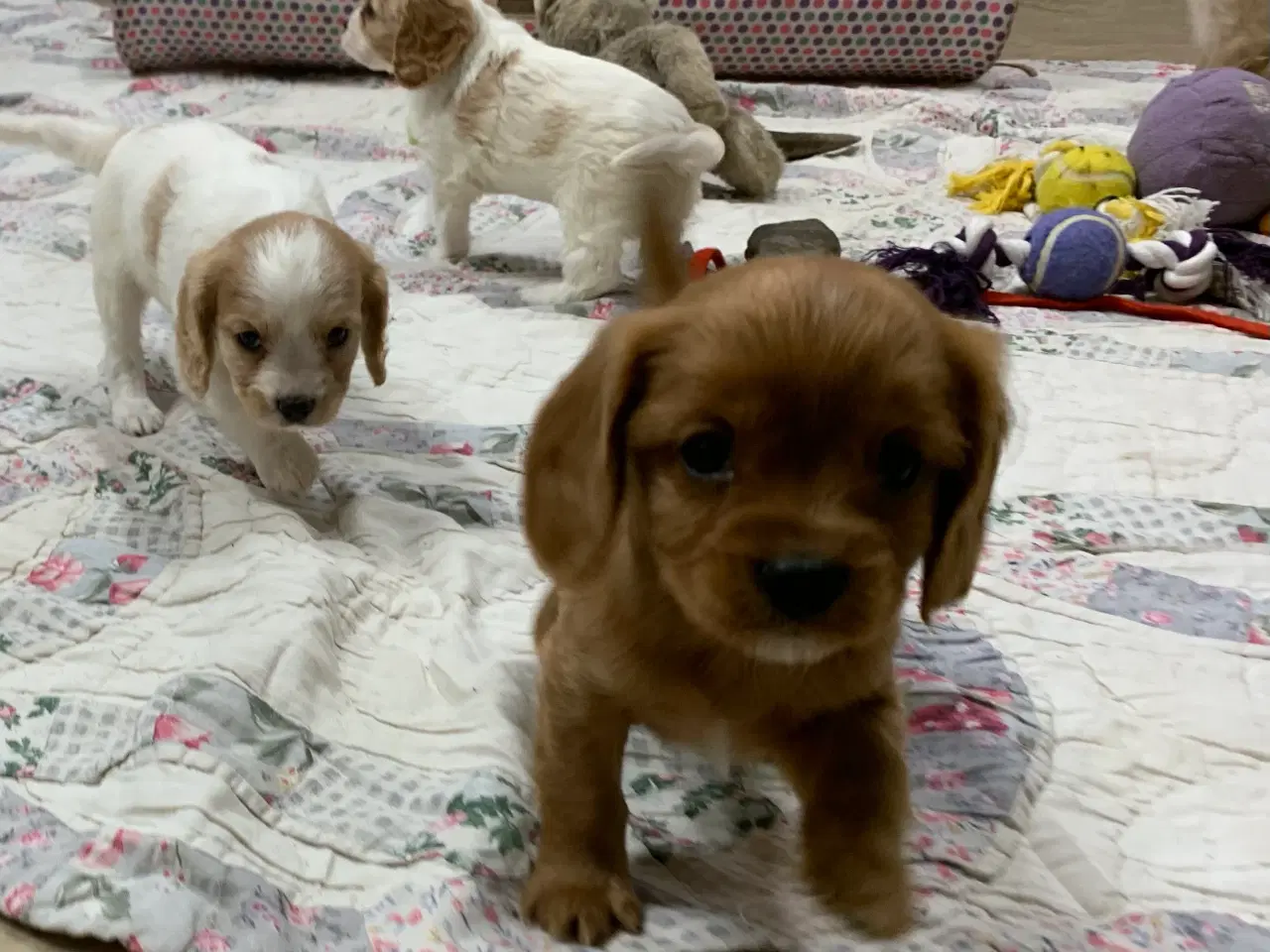 Billede 13 - De yndigste cavapoo babyer 