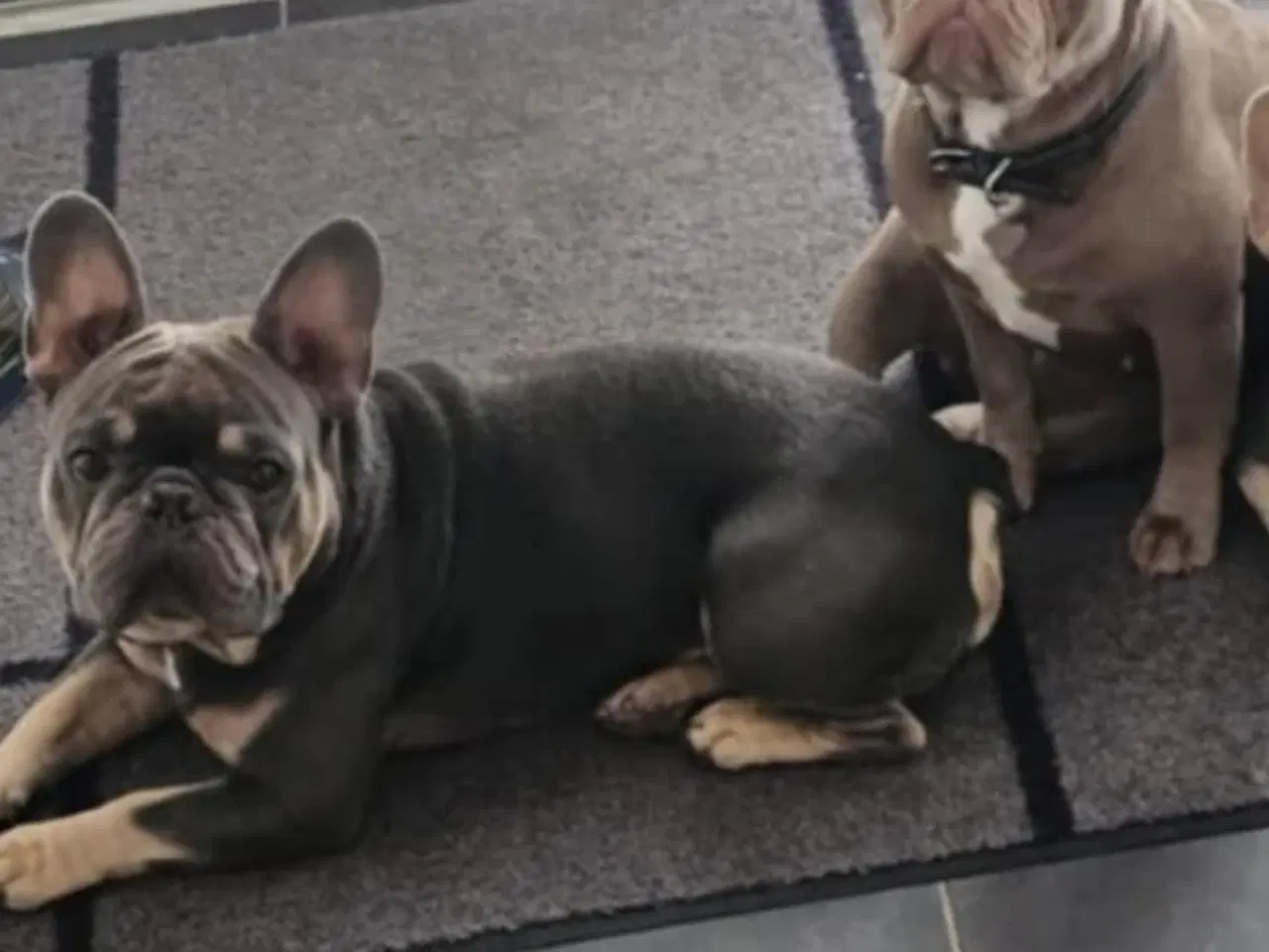 Billede 3 - Fransk Bulldog 