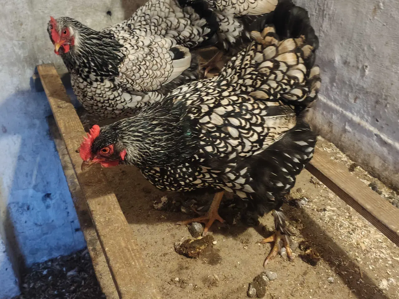 Billede 3 - Store høns