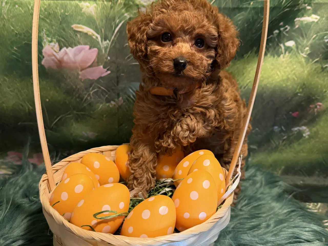 Billede 12 - 🐾maltipoo miniature 🐾