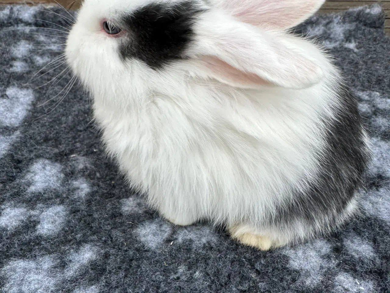 Billede 3 - Minilop kaninunge