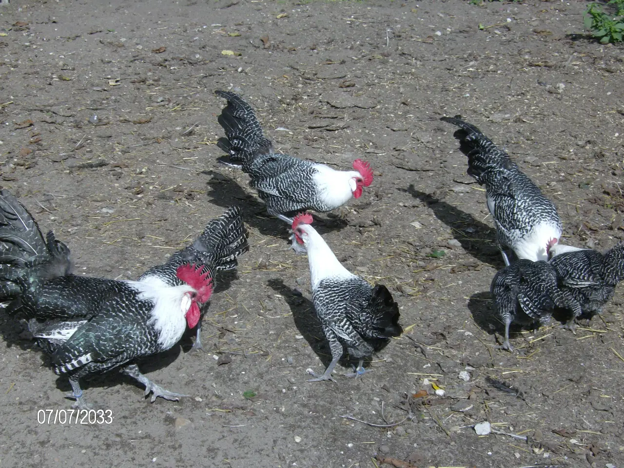 Billede 2 - Sølv Campiner