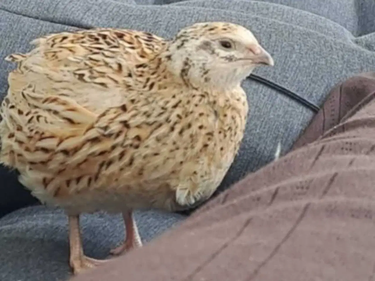 Billede 1 - 3 fine vakler