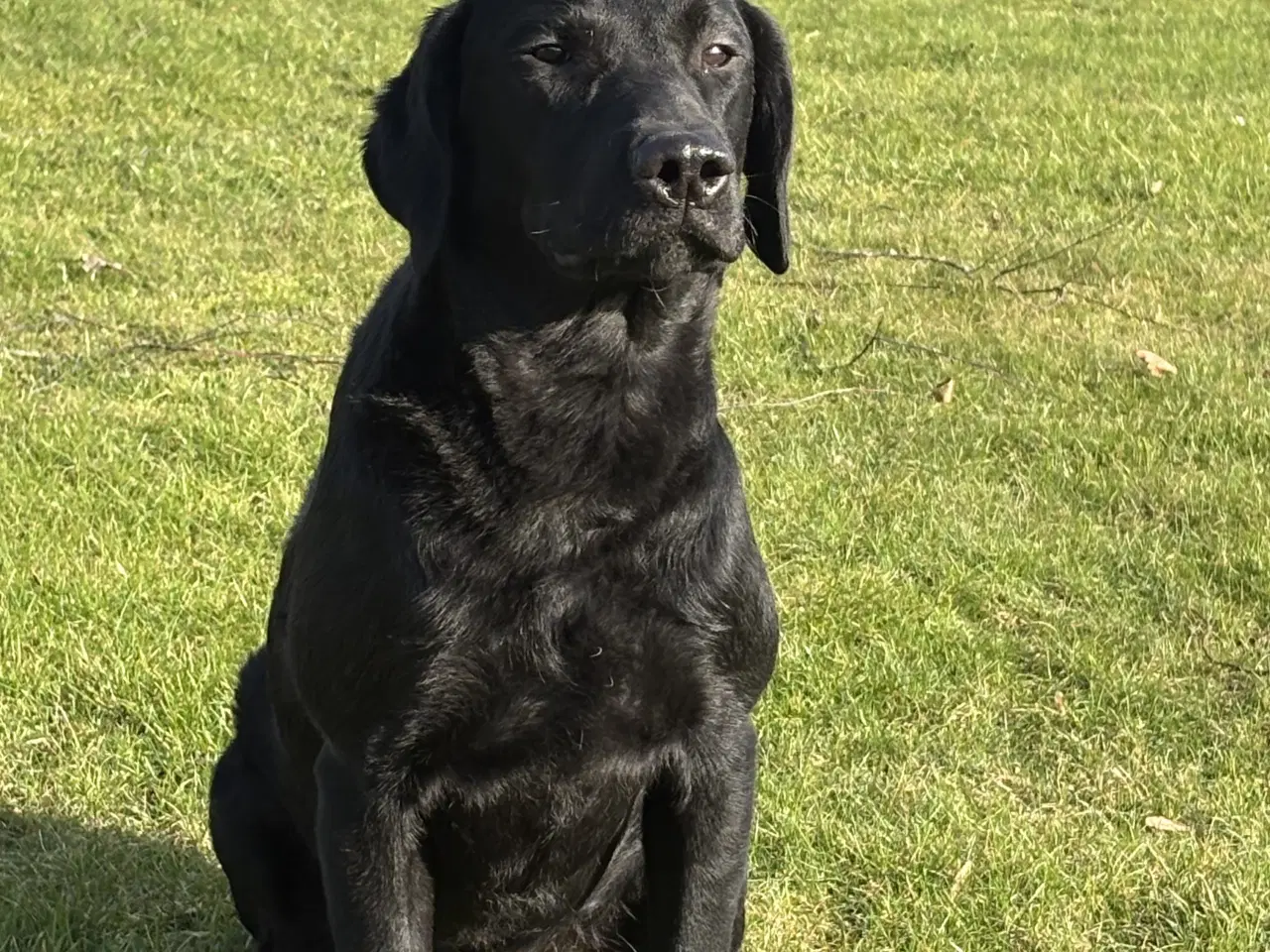 Billede 5 - Labrador