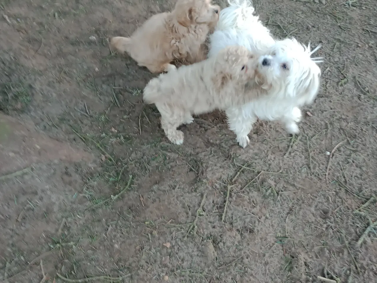 Billede 1 - Maltipoo hvalpe