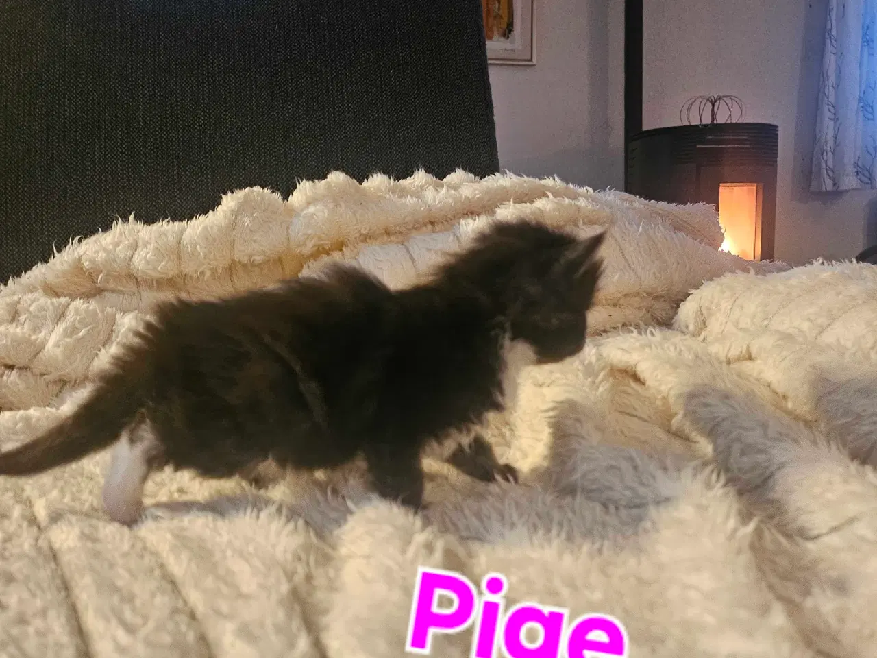 Billede 12 - Maine coon killinger 