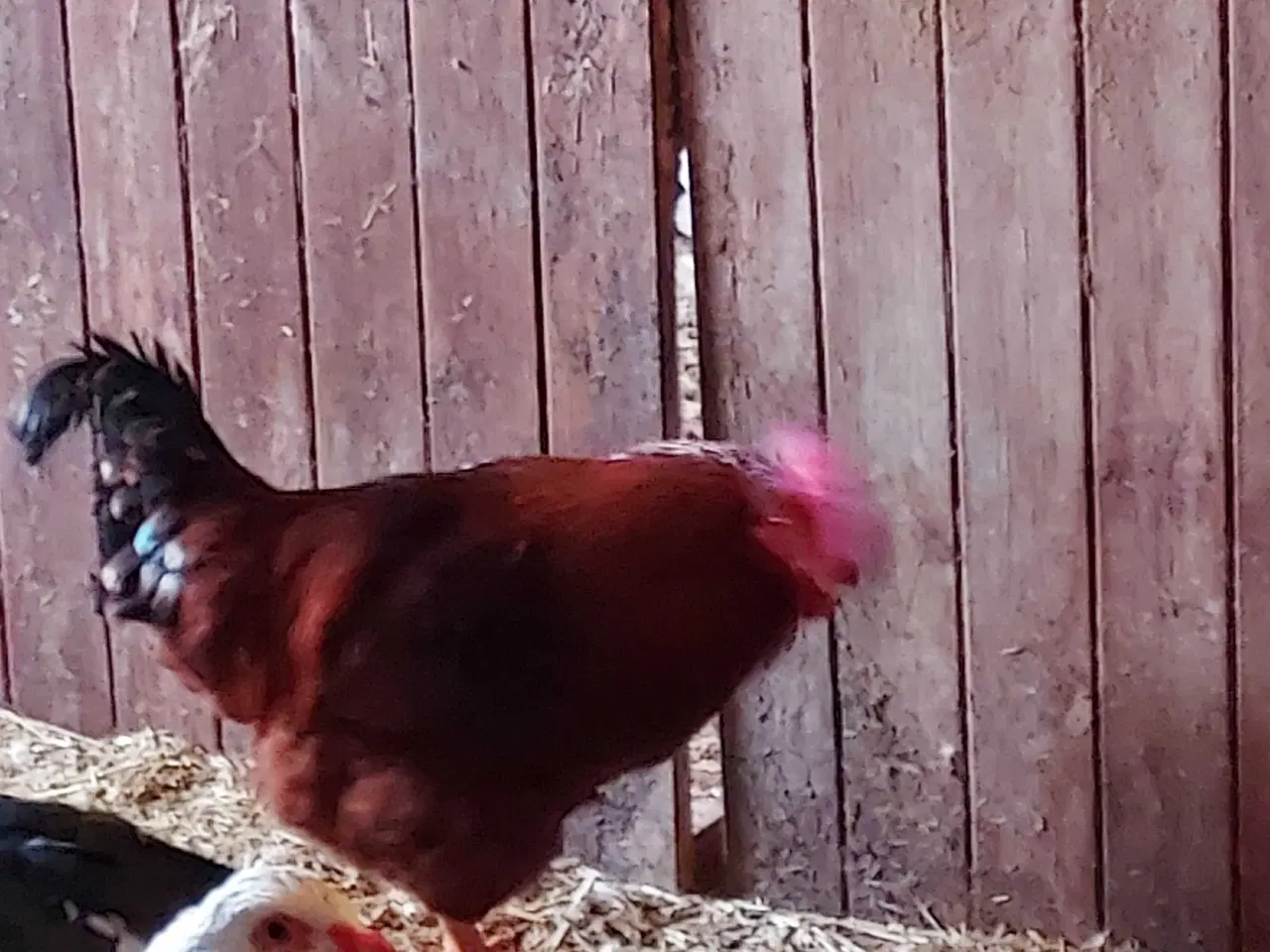 Billede 3 - Isa brown