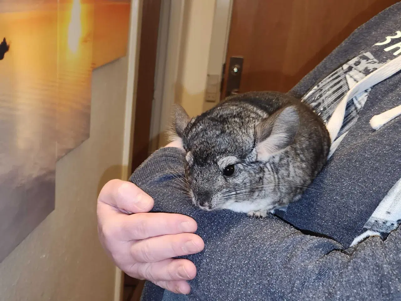 Billede 12 - Chinchilla-søskende