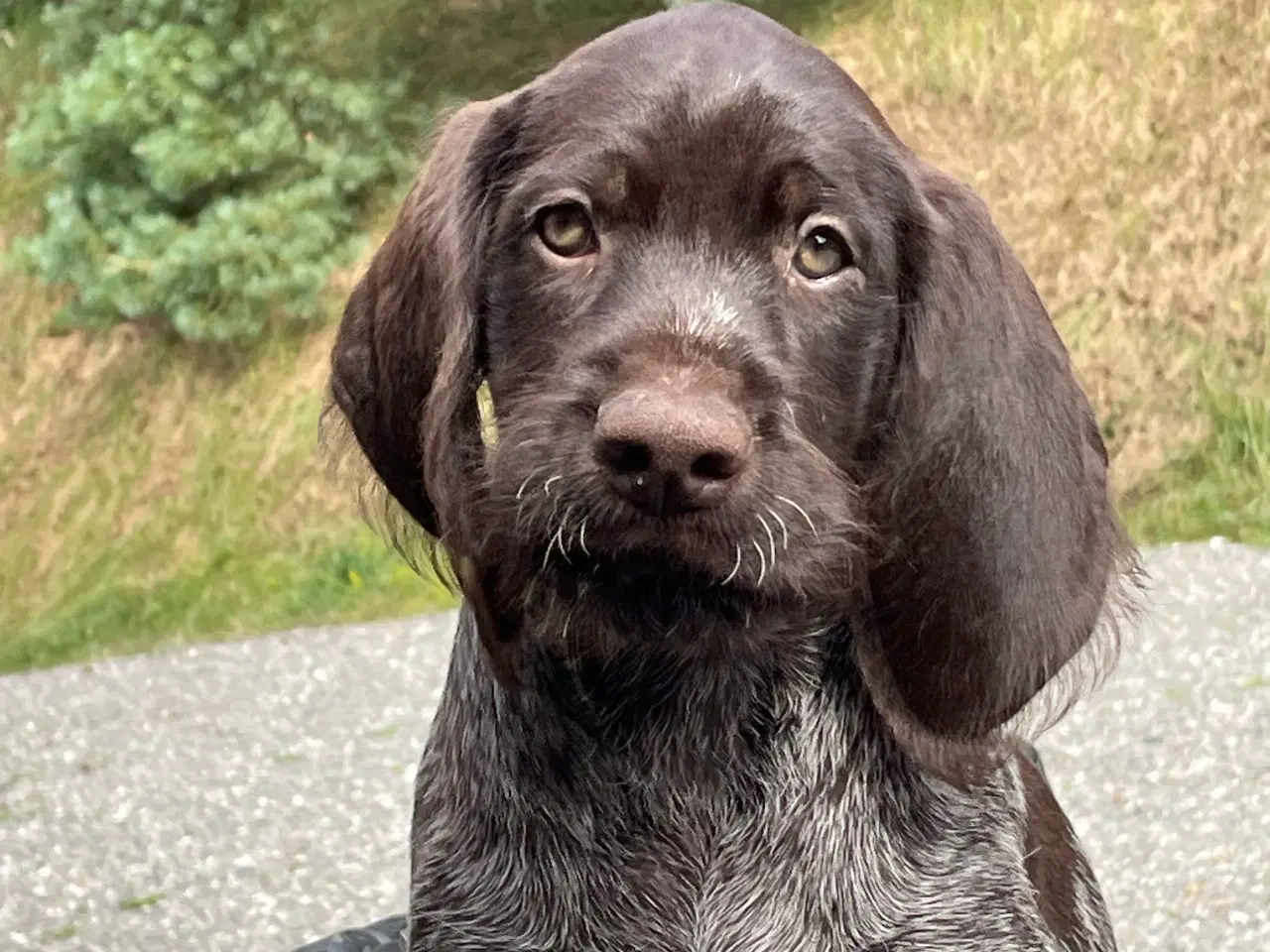 Billede 5 - Ruhår hønsehund hvalpe