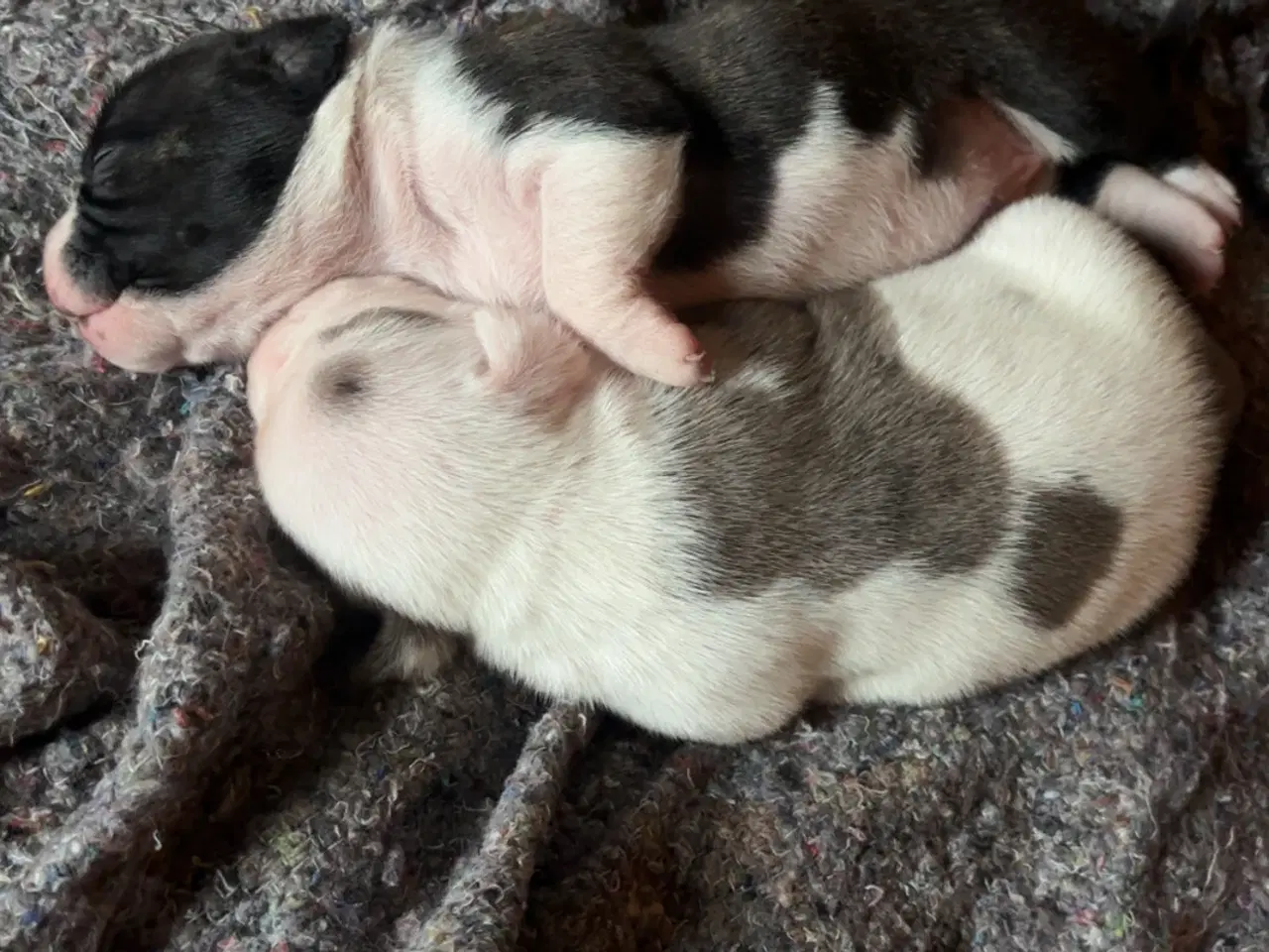 Billede 3 - Hundehvalpe staff og fransk