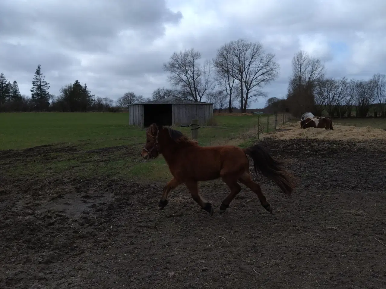 Billede 2 - Miniature hingst