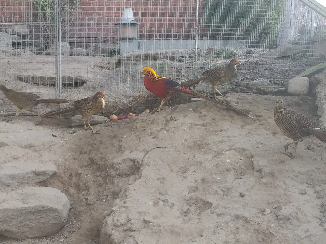 Billede 1 - røde guld fasaner