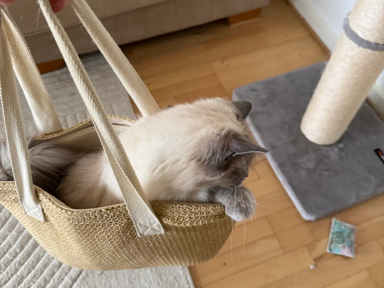 Billede 5 - Den sødeste Ragdoll