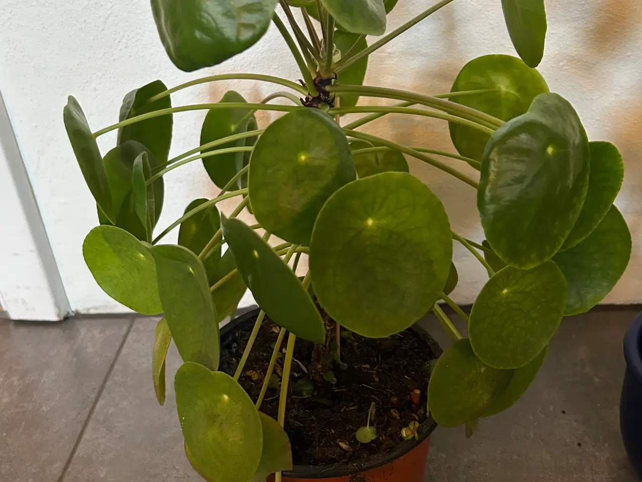 Billede 2 - Sunde stueplanter fra røgfrit hjem