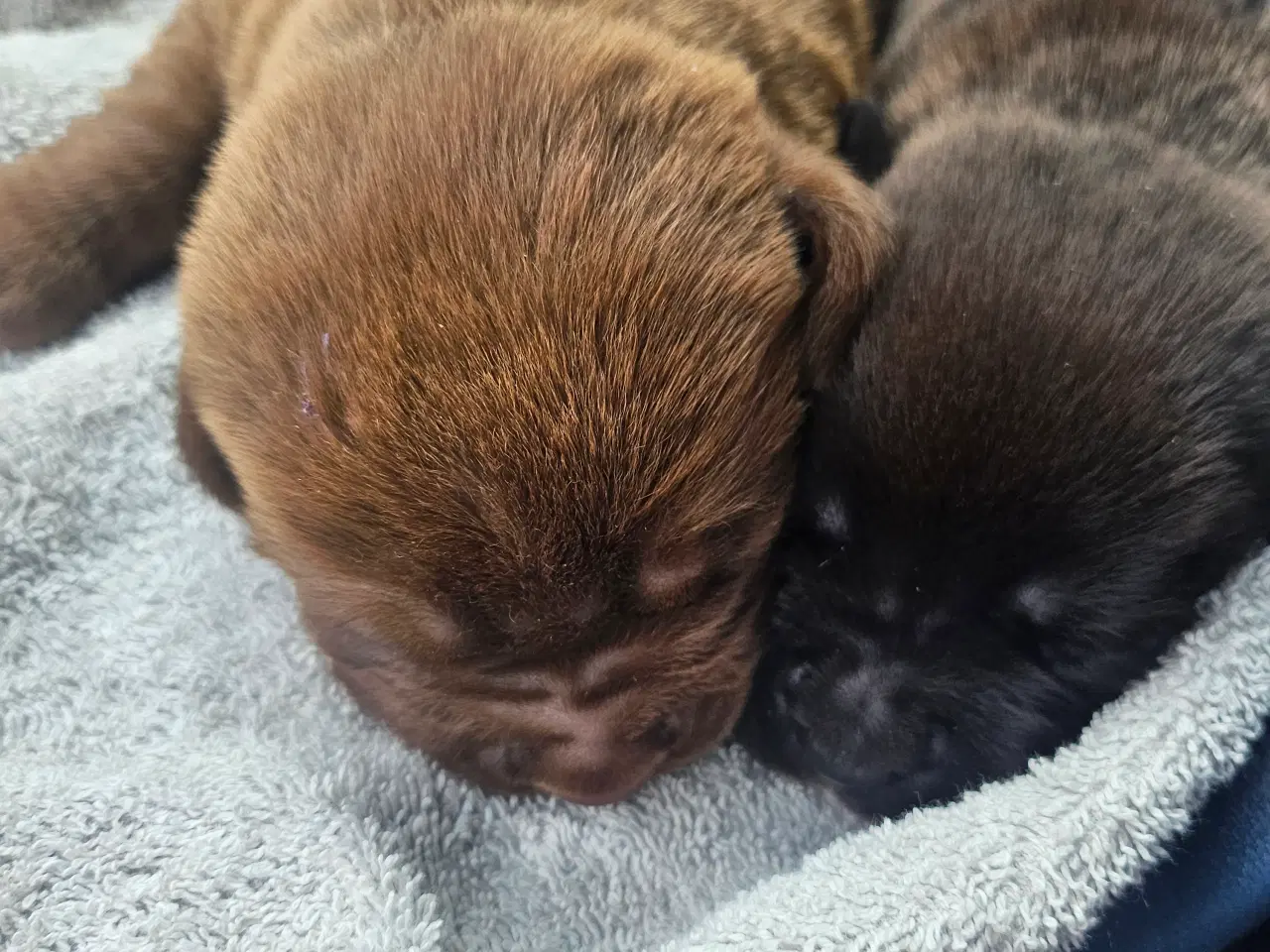 Billede 4 - Dogue de bordeaux blandings hvalpe