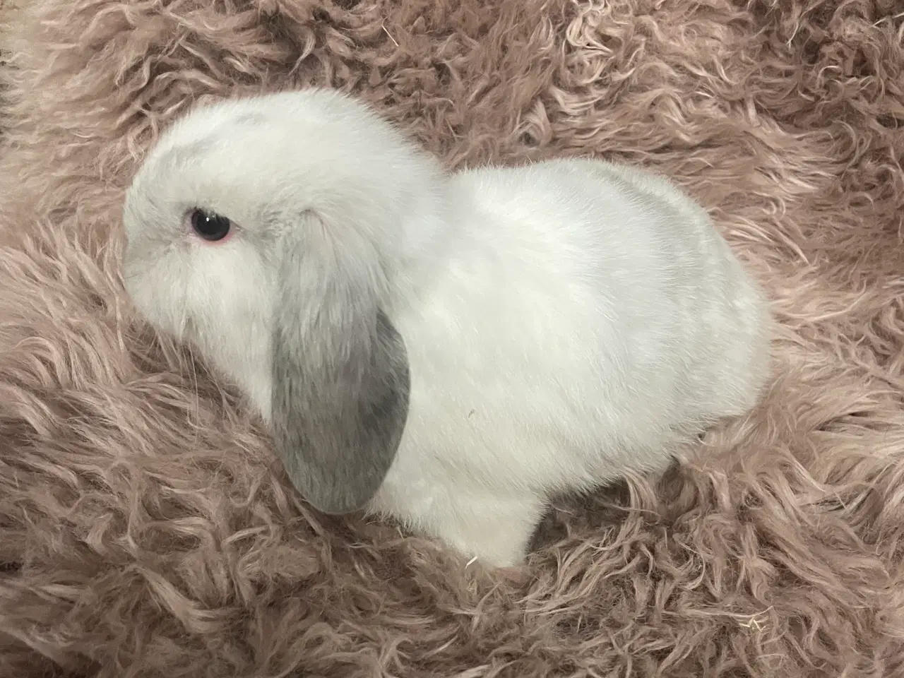 Billede 2 - Minilop unge klar 19/11 (dreng)