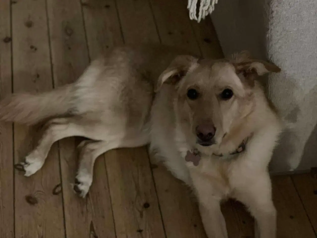 Billede 14 - Smukke Daisy søger familie