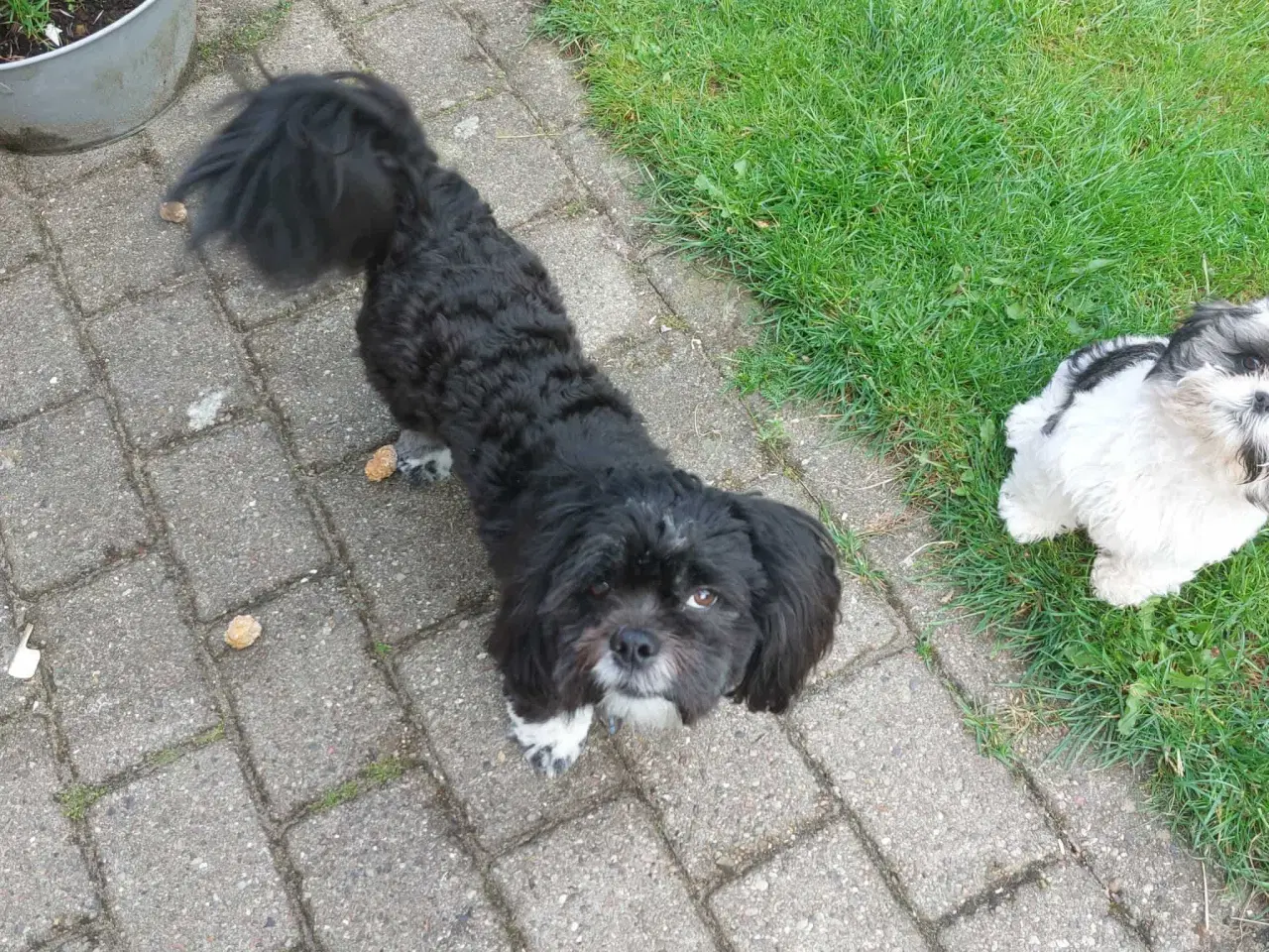 Billede 2 - Lhasa apso han til avl