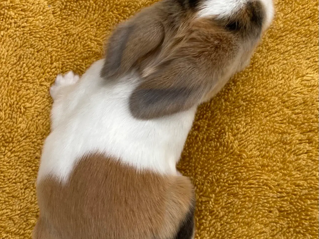 Billede 5 - HOLLÆNDER HAN JAPANER SORT/GUL